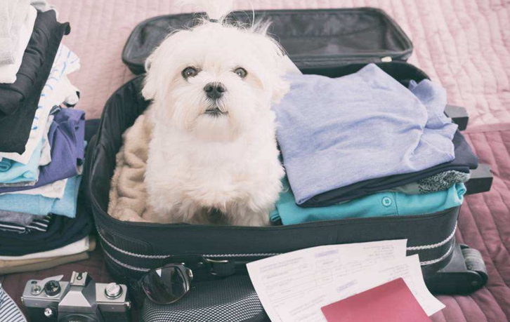 北京機場寵物進口報關流程