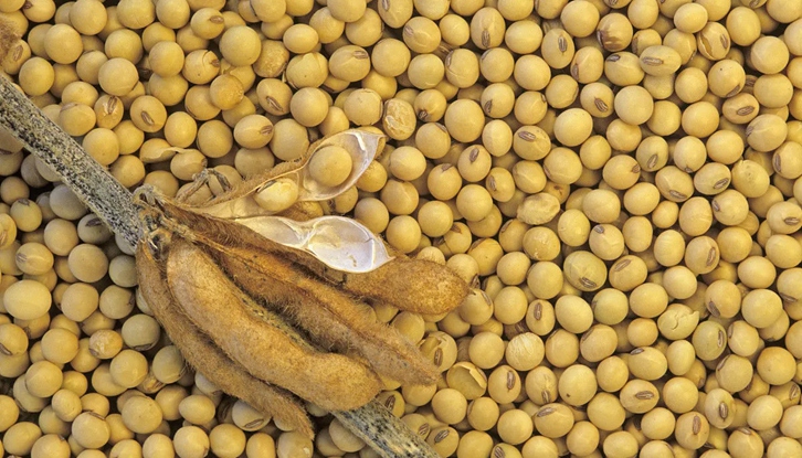 大豆進(jìn)口清關(guān)費(fèi)用大概