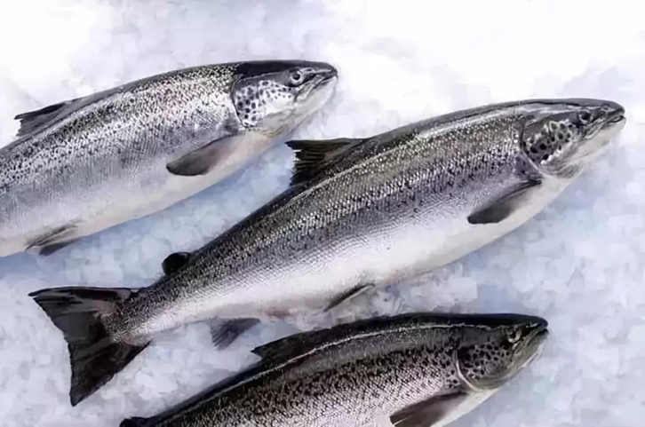 智利三文魚進口報關(guān)流程