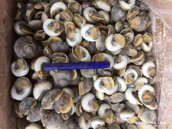 深圳冷凍海螺肉進口報關(guān)資料