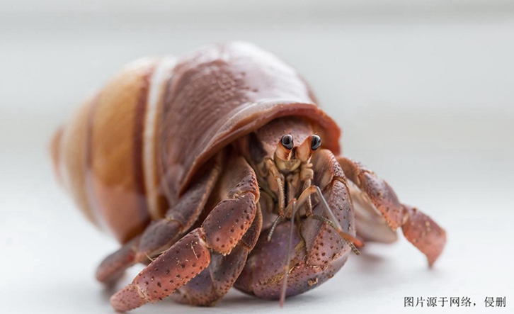 廣州進口摩洛哥椰子蟹報關流程