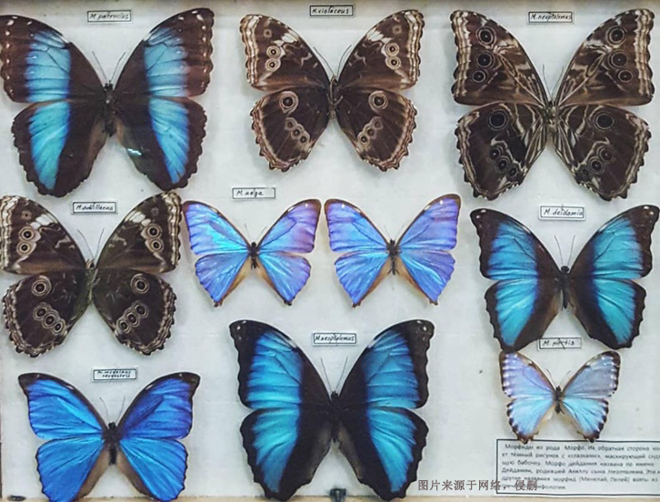 進(jìn)口蝴蝶標(biāo)本報關(guān)費用