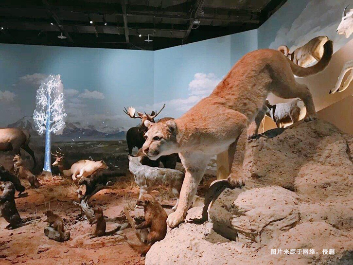 南非獅子動物標(biāo)本進口報關(guān)資料