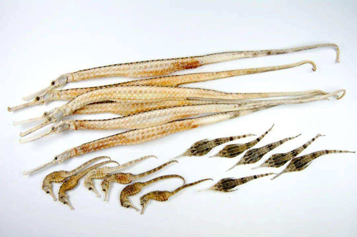 進(jìn)口泰國干海馬報(bào)關(guān)