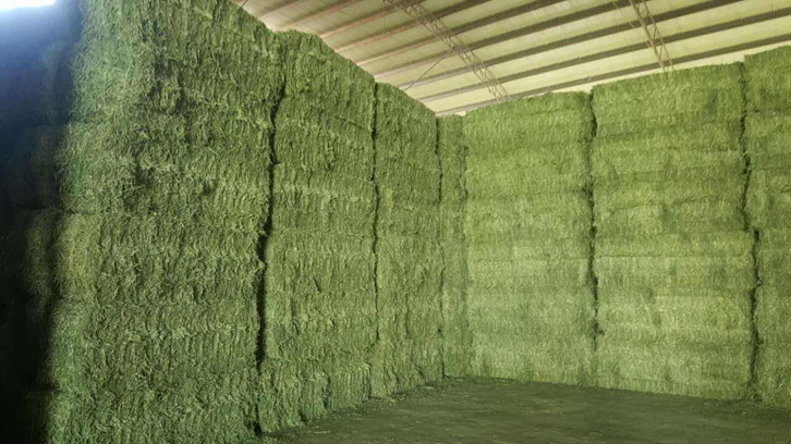 青島進口苜蓿草清關(guān)流程