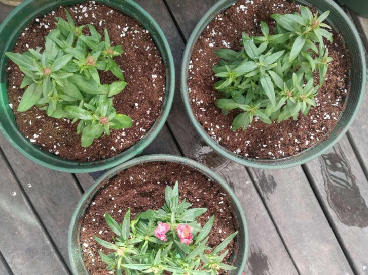 青島進(jìn)口椰糠報關(guān)公司