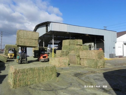 南非苜蓿草進(jìn)口報(bào)關(guān)費(fèi)用-節(jié)省50%飼料報(bào)關(guān)報(bào)檢費(fèi)用