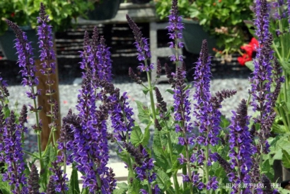 馬來西亞鼠尾草進口報關(guān)資料_廣州香料清關(guān)流程