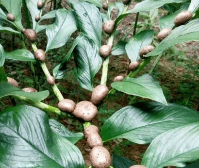 比利時魔芋進(jìn)口報關(guān)流程_進(jìn)口鮮冷藏蔬菜報關(guān)注意事項