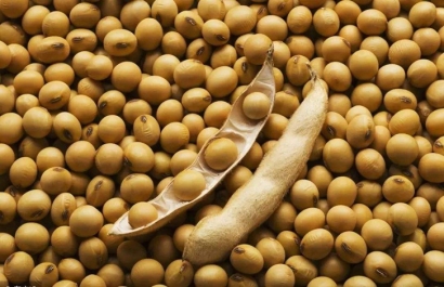 大豆進(jìn)口報關(guān)報檢流程_一般貿(mào)易進(jìn)口大豆-高效通關(guān)