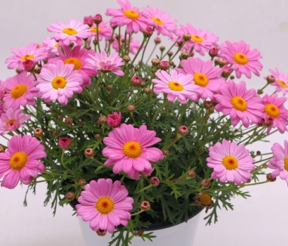 廣州花卉進(jìn)口報關(guān)資料_盆栽植物如何進(jìn)口清關(guān)