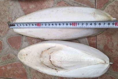 工業(yè)用墨魚骨代理報(bào)關(guān)進(jìn)口小知識(shí)，快來看一下