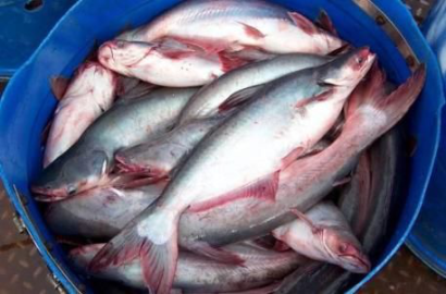 深圳水產(chǎn)品進口報關代理需要的單證資料有哪些呢?