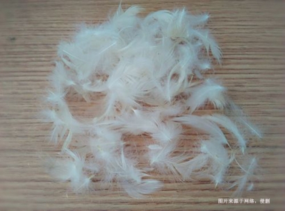 進(jìn)口馬來西亞水洗鴨毛報(bào)關(guān)流程到上海外高橋案例