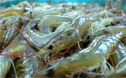 越南水產(chǎn)品進口報關(guān)一站式代理服務(wù)