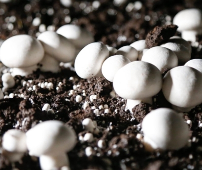 ????青島進(jìn)口食用菌種報(bào)關(guān)公司：食用菌種進(jìn)口審批資料