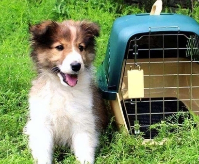 北京機場寵物進口報關資料_回國寵物訂艙空運費用