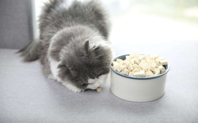 凍干寵物食品進口報關的流程是怎樣的？