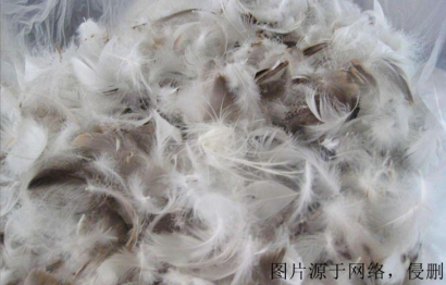 廣西進口越南鴨毛清關流程_水洗鴨絨進口報關費用