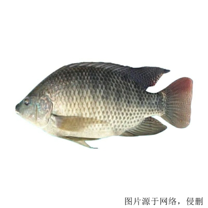 馬來西亞羅非魚進口清關流程怎么樣，流程詳解