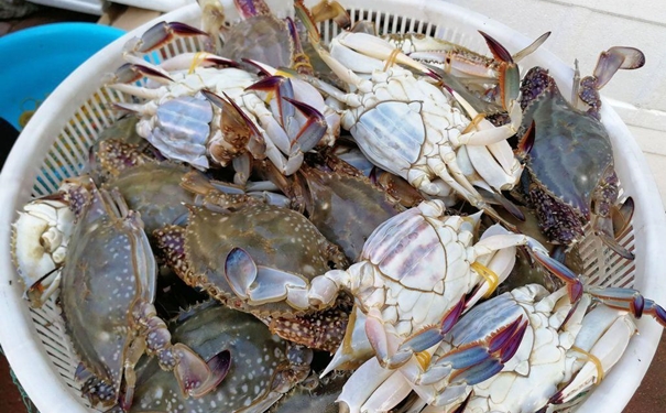 冷凍蟹進口報關